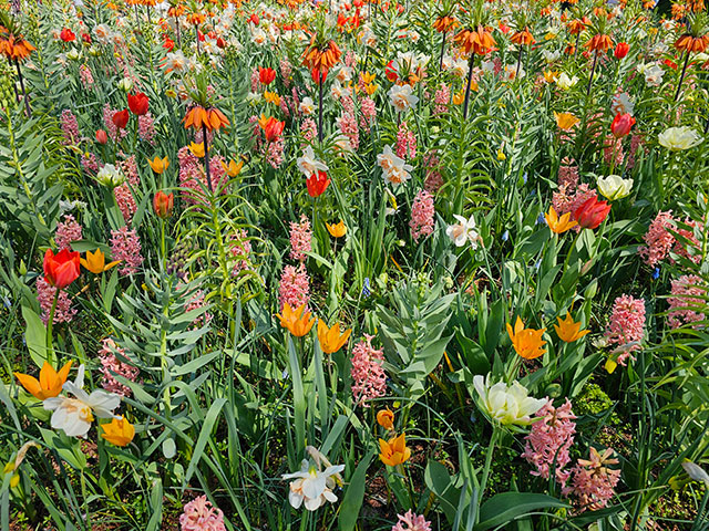 Blumeninsel_Mainau_lokalfuehrer.wien