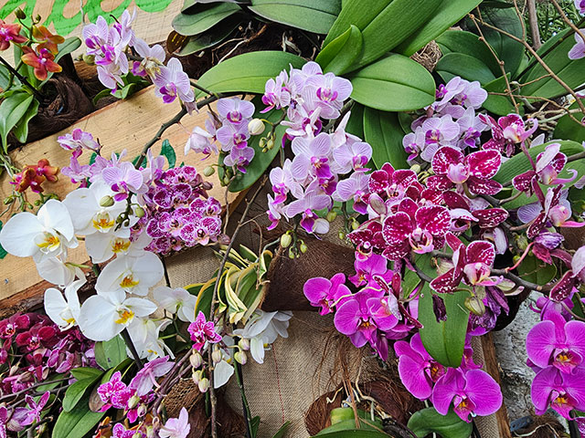 Blumeninsel_Mainau_lokalfuehrer.wien