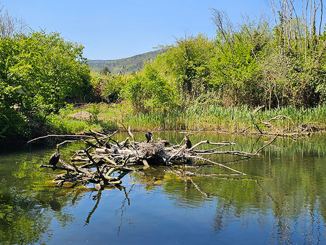 Elsass/naturoparc_lokalfuehrer.wien