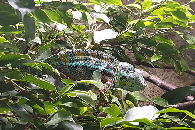 Tiergarten_Hellabrunn_lokalfuehrer.wien