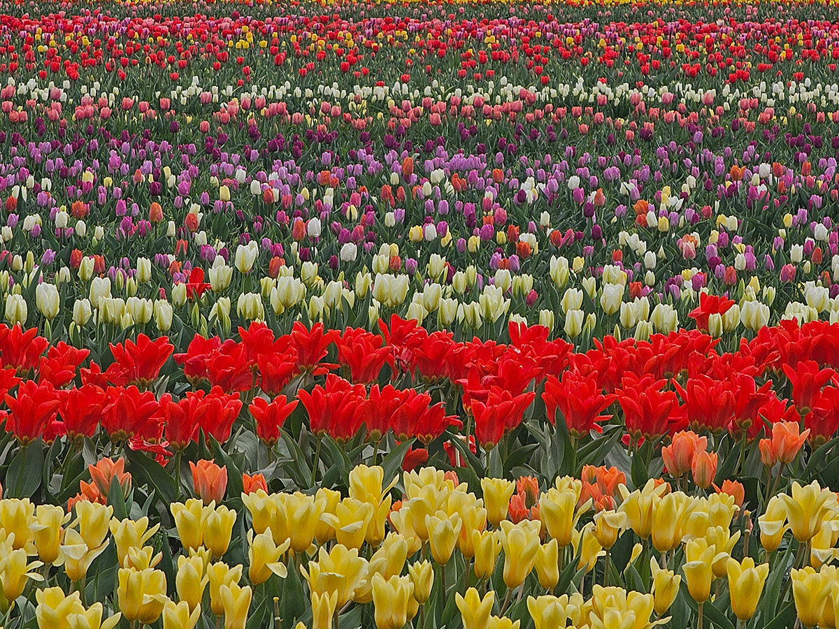 Tulpen_lokalfuehrer.wien